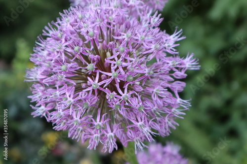 close up of a flower