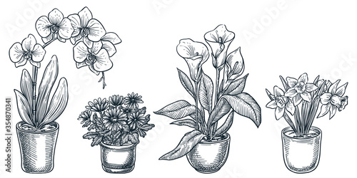 Home flowers in pots, isolated on white background. Vector hand drawn sketch illustration of potted blooming houseplants