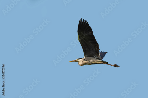 A Great Blue Heron Flying. A beautifully large wading bird flying high through the sky.  © nedomacki