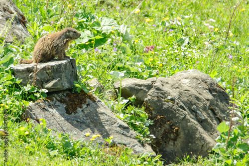 Alpenmurmeltier (Marmota marmota)  photo