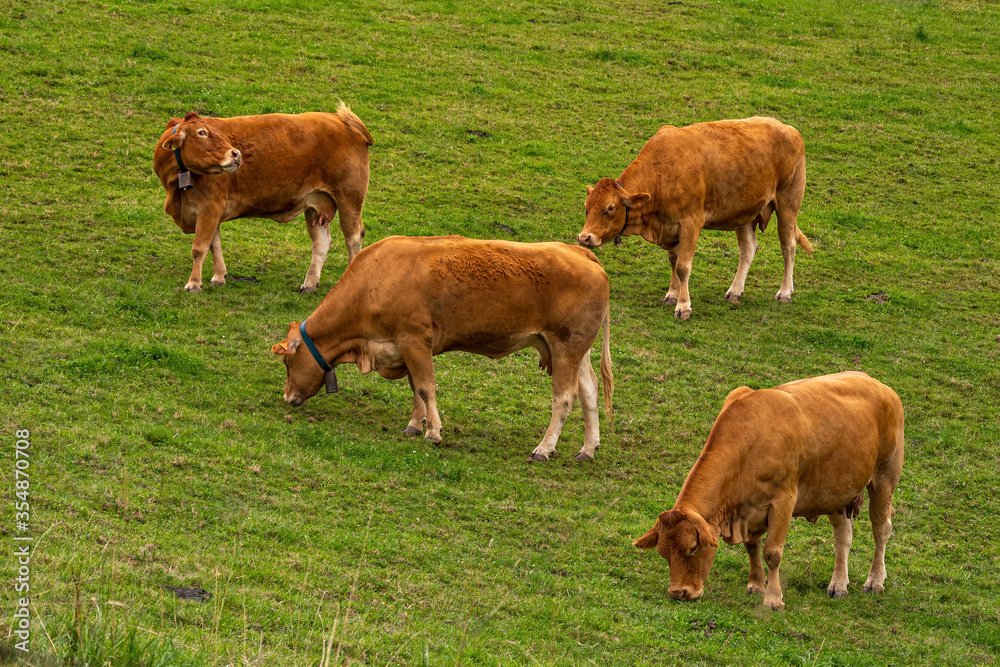 Four brown cows pasturing on the green hill on cloudy day. Basque Country, Spain. Four brown cows pasturing on the green hill on cloudy day. Basque Country, Spain.