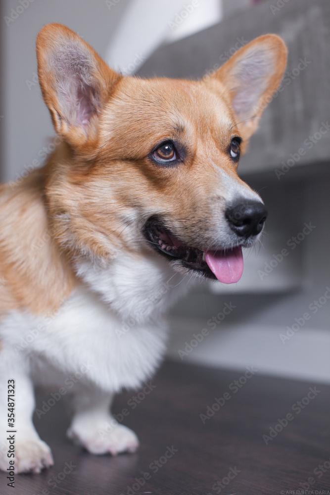 Young corgi with tongue out stays in grey contemporary interior.