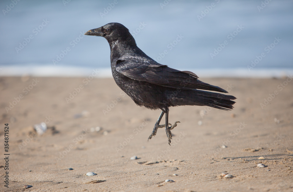 Black crow jumping at the seashore in shiny spring day Black crow jumping at the seashore in shiny spring day