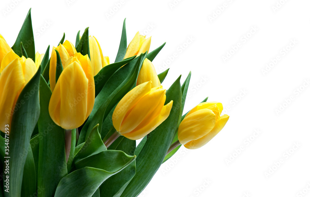 Obraz premium yellow tulips on white background