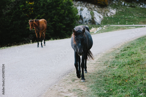 two wild horses on a road in the mountains © Anton