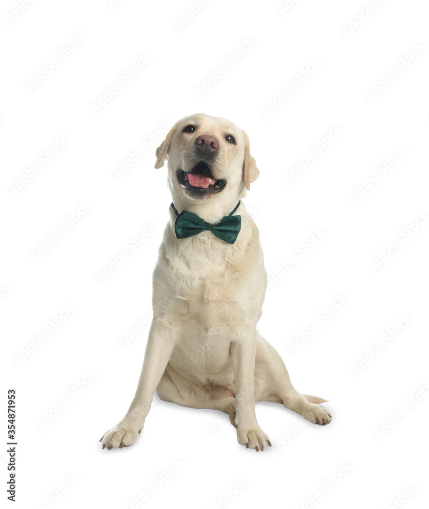 Labrador retriever with green bow tie on white background. St. Patrick's day