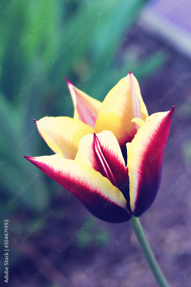 Fototapeta premium big lilac and yellow tulip . photo. spring