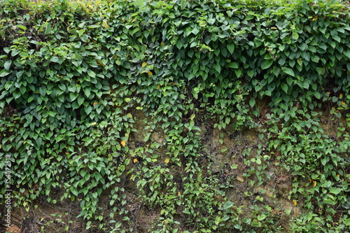 Ivy is a weed covering the soil.