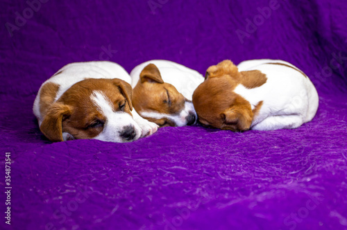 little puppies jack russell terrier sleeping near each other against violet background.