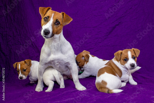 Nursing Jack Russell Terrier with his puppies on a purple bedspread