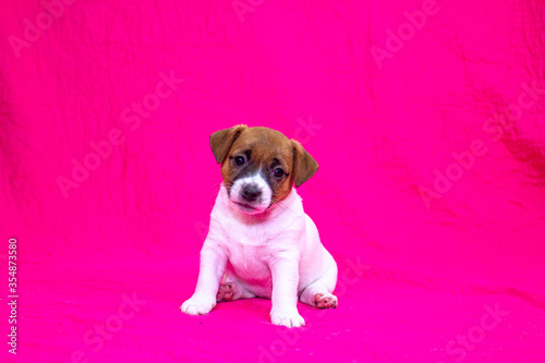 puppy jack russell terrier girl sitting on a pink bedspread and listening to the command. Glamorous background.