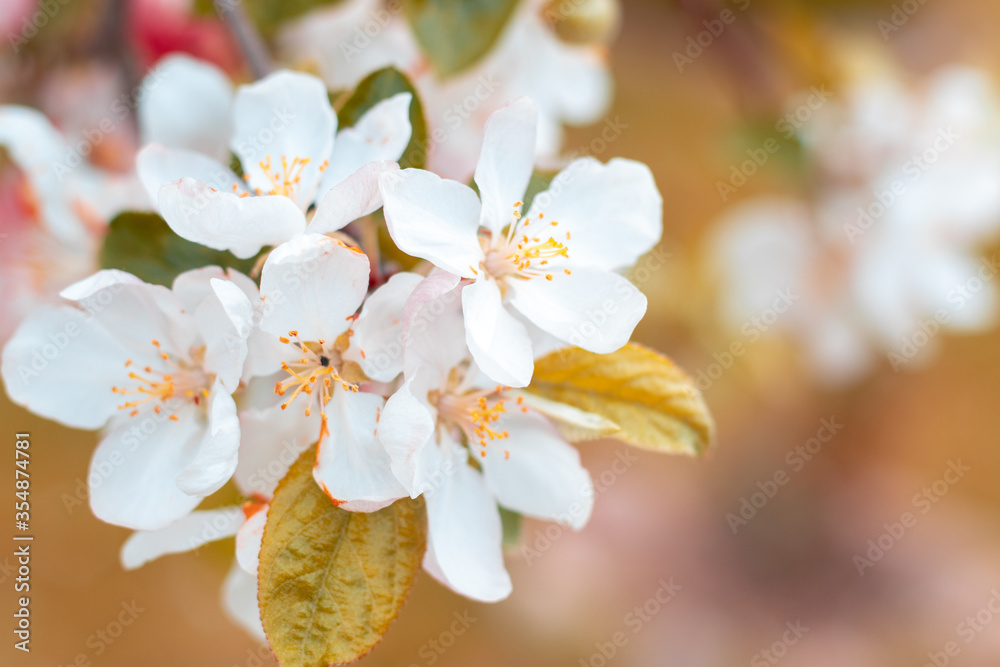 Spring background with flowers on the branches of cherry. Blossom sakura flowers Spring background with flowers on the branches of cherry. Blossom sakura flowers