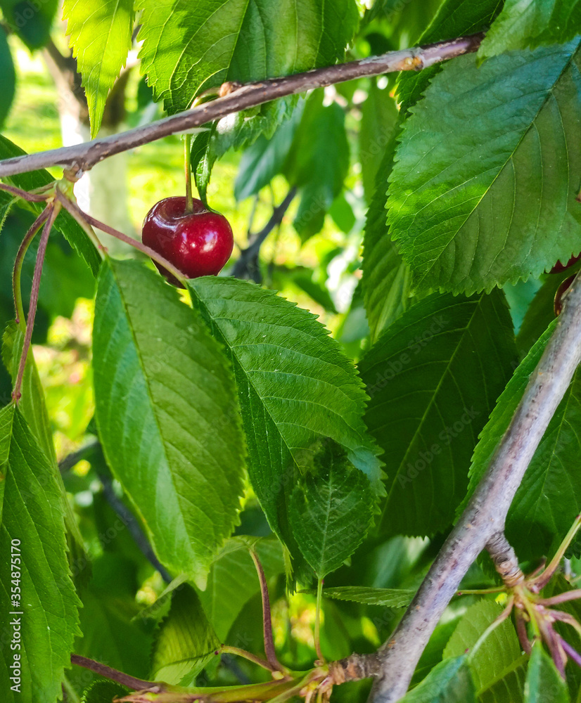 red cherry on the tree