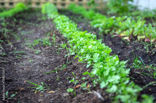 Line of carrots planted in the garden