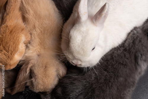 Baby Bunny  Rabbit  Giant flemish red  french lop  flemish giant  holland lop  white mini lop  group