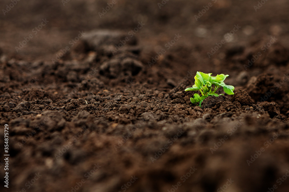 Choose the focus on the seedling, the young plant in the soil. Earth Day Concept Choose the focus on the seedling, the young plant in the soil. Earth Day Concept