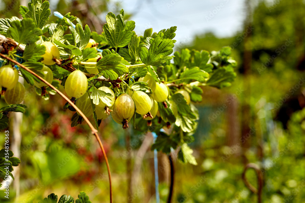 Fresh green gooseberries. Green berries close-up on a gooseberry branch. Young gooseberries in the orchard on a shrub. Gooseberries in the orchard. Farm homestead with agricultural landings.