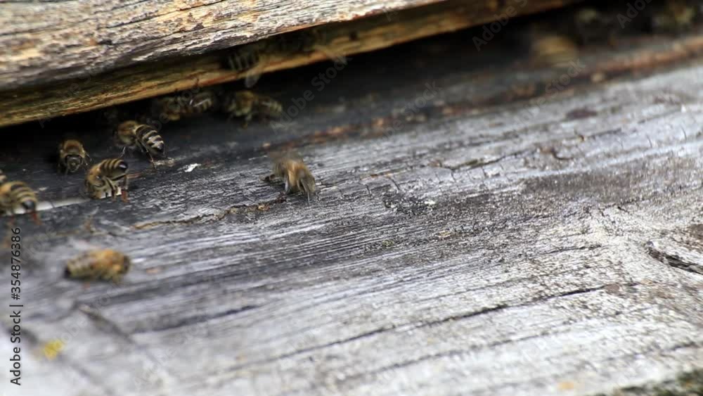 Honey bees taking off or landing in the beehive in a spring sunny day. Closeup of bees enter to beehive. A lot of bees returning to bee hive and entering beehive with collected floral nectar . Honey bees taking off or landing in the beehive in a spring sunny day. Closeup of bees enter to beehive. A lot of bees returning to bee hive and entering beehive with collected floral nectar .