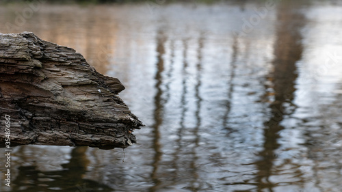 A fragment of an old tree above the surface of a river.