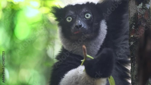 Indri lemur eats leaf in the natural habitat. Indri lemur (Indri indri) hangs on the tree and eats fresh leaves and peers around