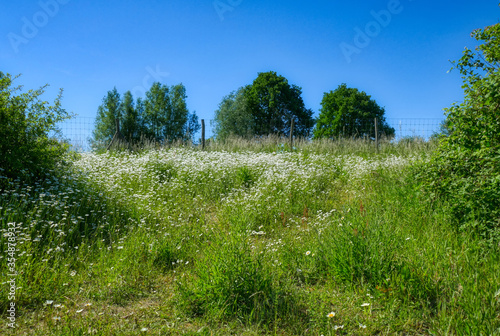 Bild auf Leinwand Blumenwiese im Neandertal im Frühling