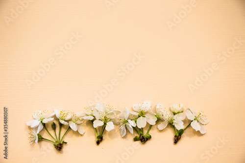 Frame of white flowers on a wooden background