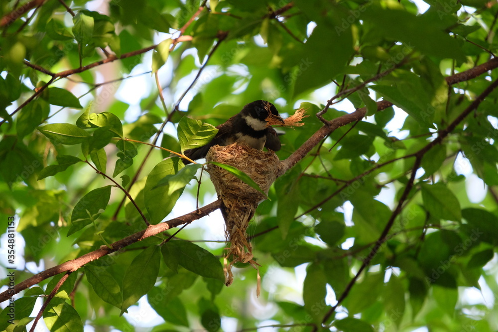 Pied fantail building a nest on a branch and hatch the eggs in the nest.
