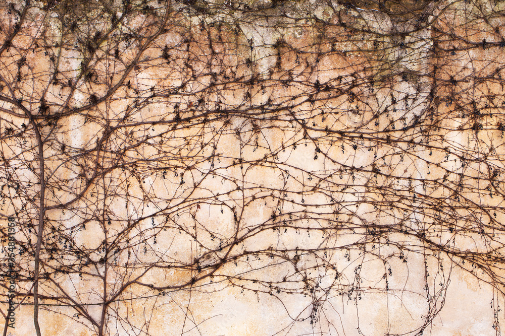 Dry trunks and branches creeping rasteniyya, without ivy leaves on an old stone wall, draws a strict picturesque creative arnamentom. As background for design Dry trunks and branches creeping rasteniyya, without ivy leaves on an old stone wall, draws a strict picturesque creative arnamentom. As background for design