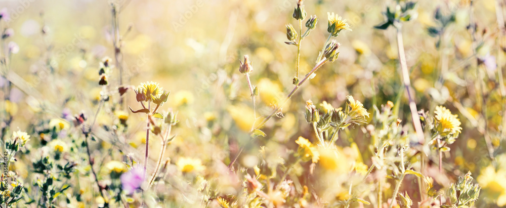 Beautiful yellow flower in meadow, beautiful nature in spring