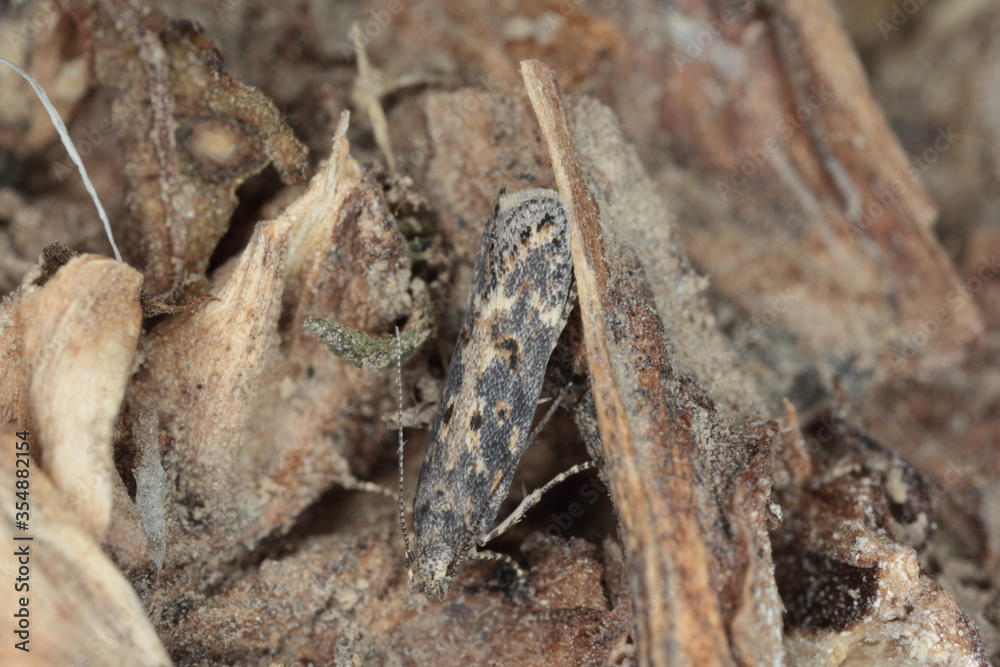 Moth of the beet moth Scrobipalpa ocellatella, is a species in the family Gelechiidae. This is an important pest of sugar beet and other crops. Moth of the beet moth Scrobipalpa ocellatella, is a species in the family Gelechiidae. This is an important pest of sugar beet and other crops.