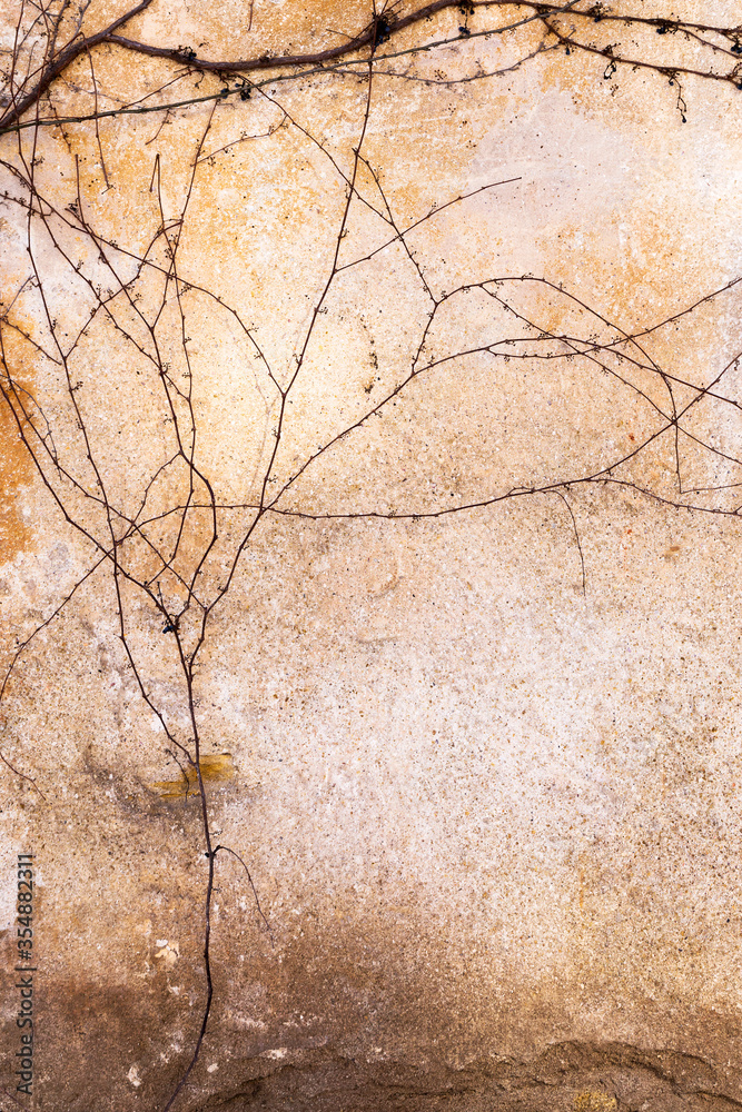 Dry trunks and branches creeping rasteniyya, without ivy leaves on an old stone wall, draws a strict picturesque creative arnamentom. As background for design Dry trunks and branches creeping rasteniyya, without ivy leaves on an old stone wall, draws a strict picturesque creative arnamentom. As background for design