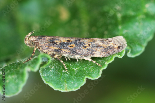 Moth of the beet moth Scrobipalpa ocellatella, is a species in the family Gelechiidae. This is an important pest of sugar beet and other crops. photo