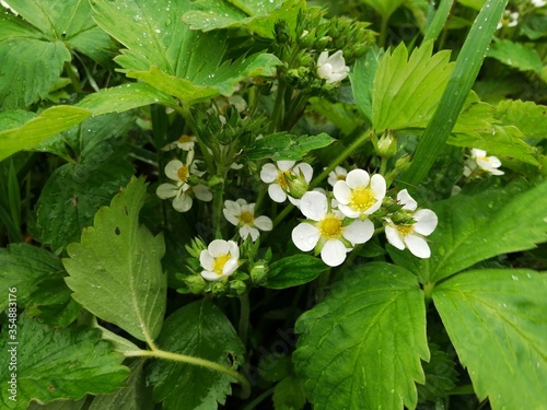 blossoms strawberries blossoms flowers pollination greens beds summer cottage