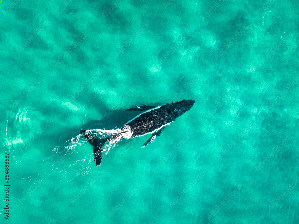Naklejka premium Humpback Whale Australia 