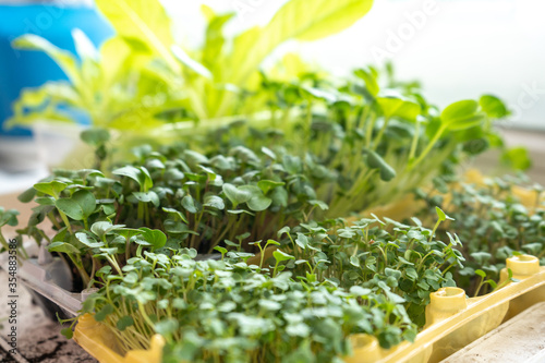Fotografie set of different microgreens in a boxes on a windowsill, kitchen garden at home