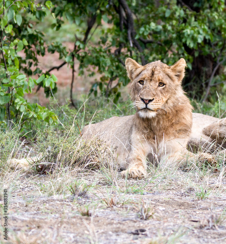 Full portrait of adolescent male lion Kruger Park