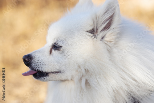 Close-up of the face of a white fluffy dog of the Samoyed breed who breathes with his tongue sticking out. Shooting from above in slow motion. © Lenti Hill