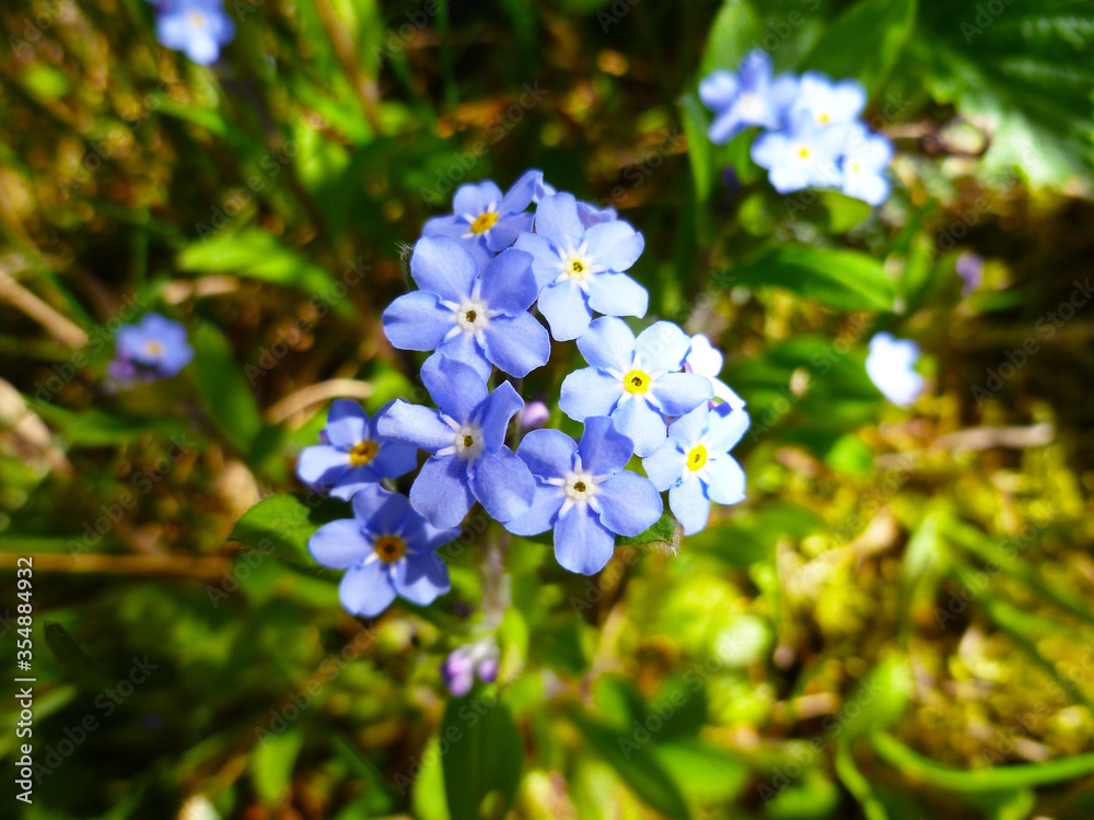 Blue forget me not flowers blooming on green background (Forget-me-nots, Myosotis sylvatica, Myosotis scorpioides). Spring blossom background. Closeup, low key Blue forget me not flowers blooming on green background (Forget-me-nots, Myosotis sylvatica, Myosotis scorpioides). Spring blossom background. Closeup, low key