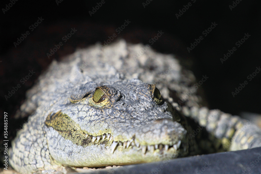 Close-up of a Nile crocodile. Close-up of a Nile crocodile.