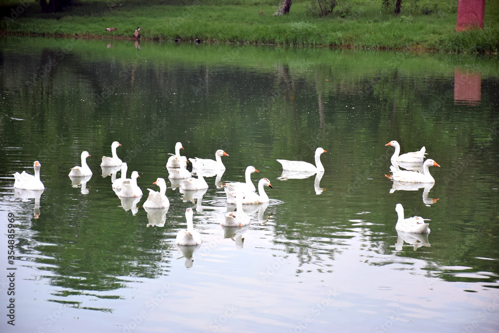 Beautiful Group of White Ducks Near the Lake Beautiful Group of White Ducks Near the Lake