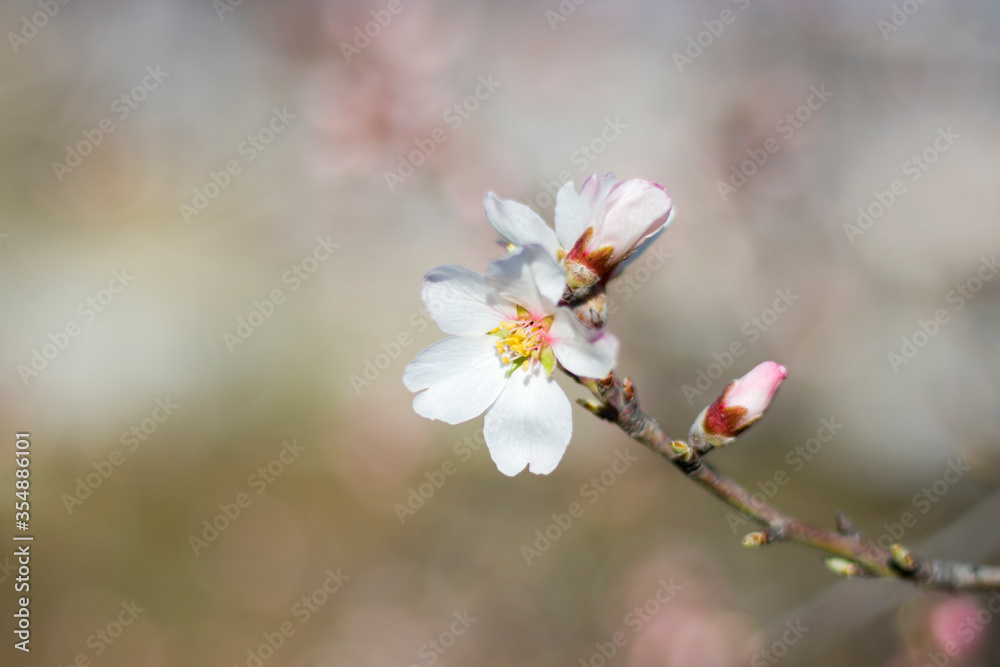 Spring tree and branch bud flower, flower on the tree in spring, bokeh background. Spring tree and branch bud flower, flower on the tree in spring, bokeh background.