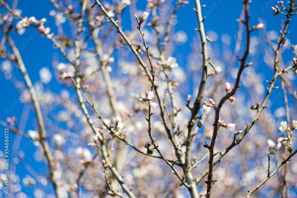 Spring tree and branch bud flower, flower on the tree in spring, bokeh background.