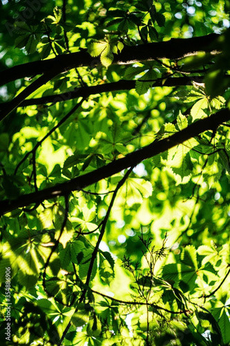 Green leaves of a chestnut tree in the sun. Succulent chestnut leaves. 
Natural background of green leaves
