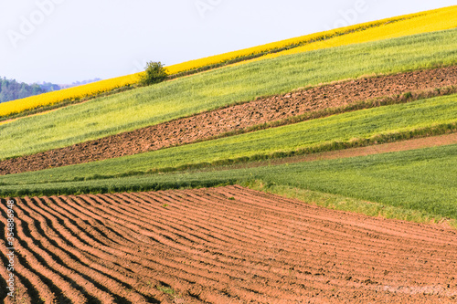 Countryside landscape with stripes of colorful fields on the hills in spring under rhe blue sky.