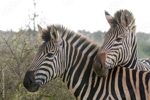 Portrait of two zebra 