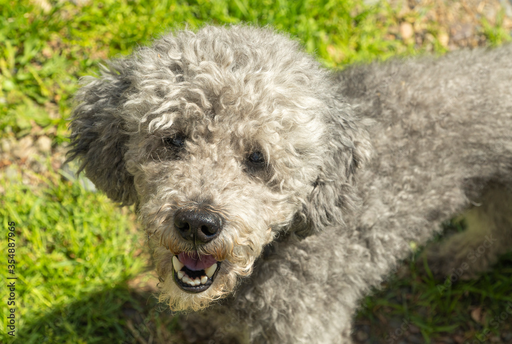 trimmed poodle on the grass. funny dog with short hair.
