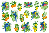Summer tropics, set of plants, palm leaves, flowers and birds, parrots, fruits lemon, orange, mandarin, tangerine, watercolor botanical illustration
