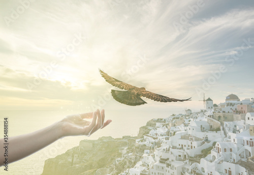 hand releasing pigeon bird free, sunset Santorini Oia Greece. Hope and freedom concept