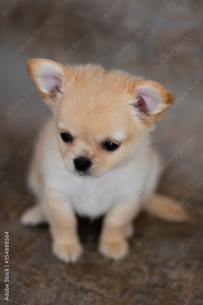 chihuahua puppy on white background