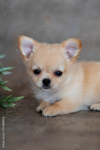 chihuahua puppy portrait
